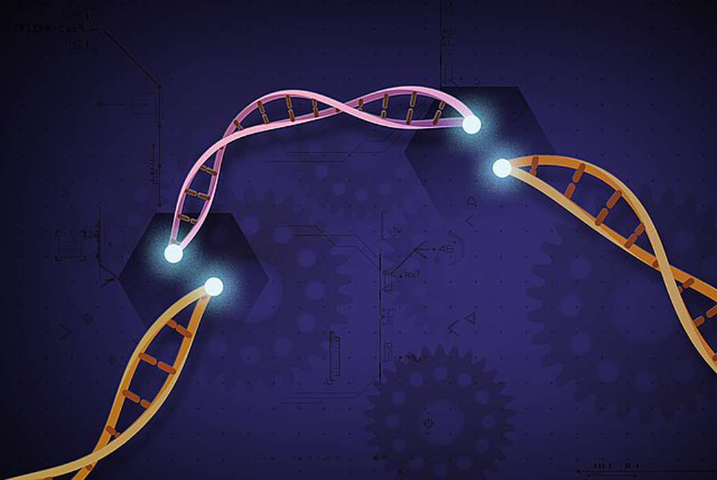 Researchers have developed a switch to turn genes on and off. (Wikimedia Commons/NIH Image Gallery)