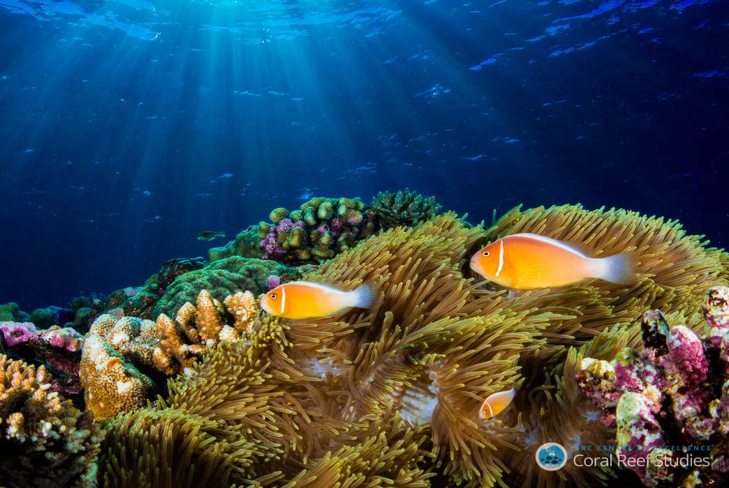 The plight of coral might not be as dire as previously thought. (David Williamson)