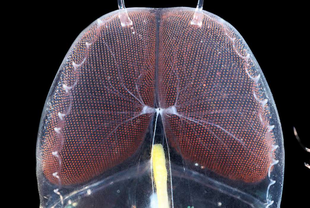 The eyes are the windows to the (very different) brains of these microscopic crustaceans. (Lin et al)