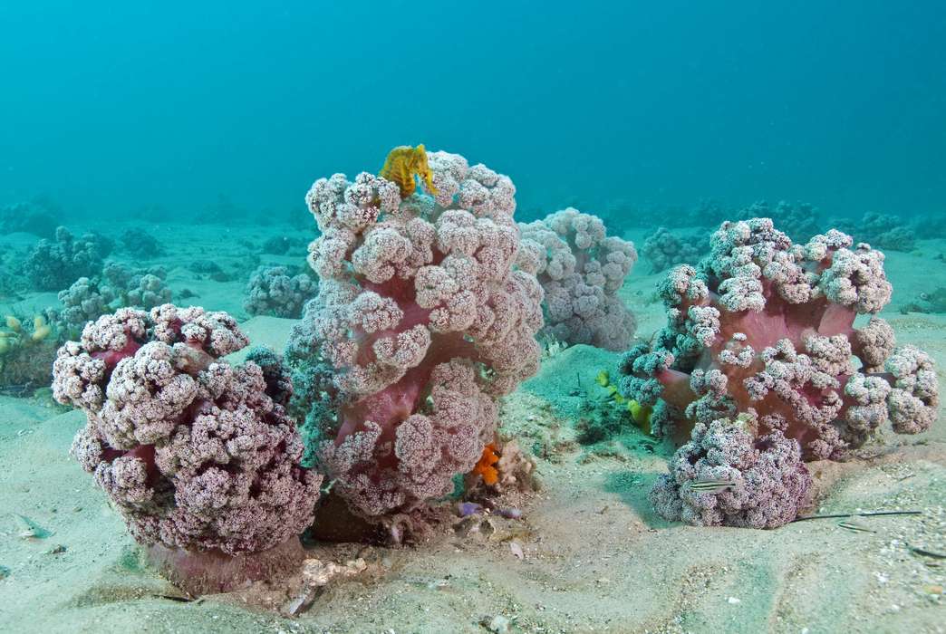 Soft cauliflower corals are teetering on the brink. (David Harasti)