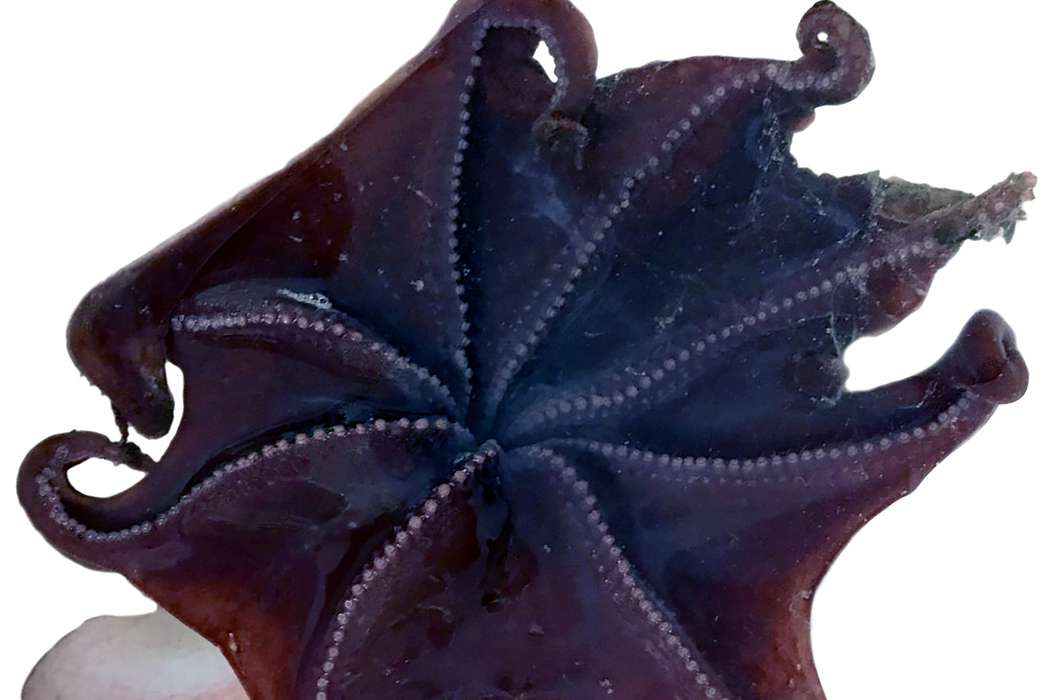 A new type of dumbo octopus has been discovered in the briny depths. (Alexander Ziegler)