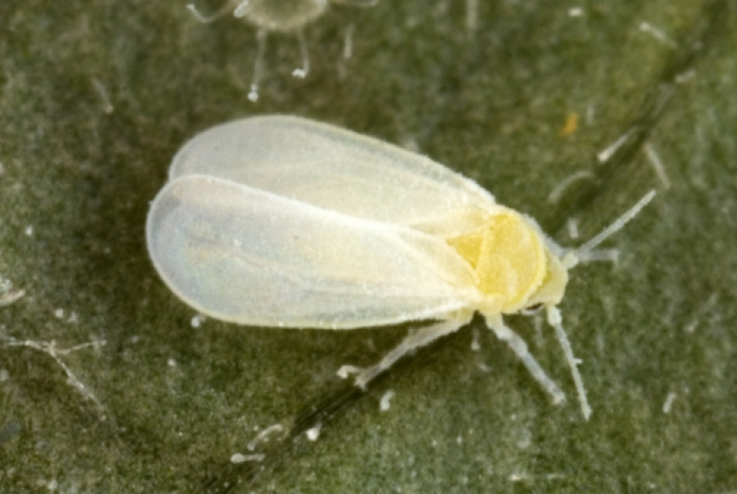 A dreaded pest is part plant. (New Hampshire Extension Office)