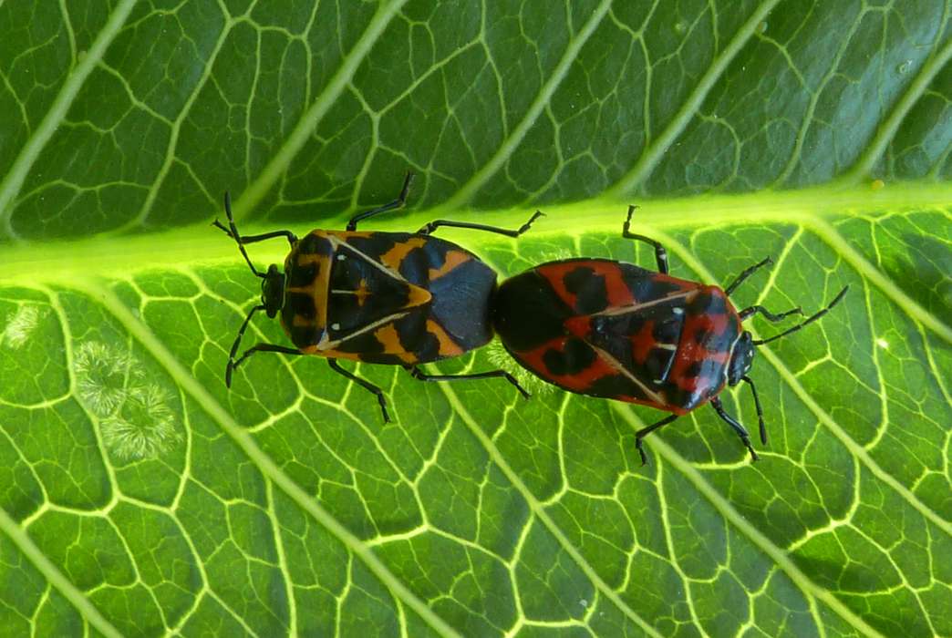 Pheromones might, ironically, be the secret to keeping stink bugs at bay. (Dorothea Tholl)