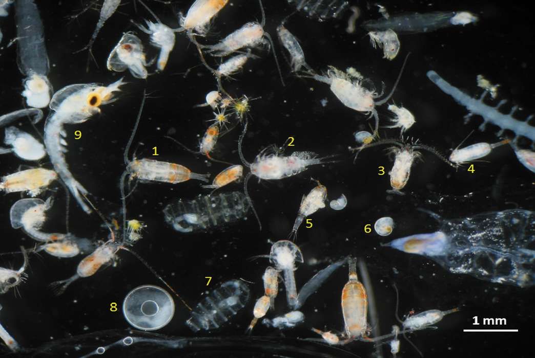Microplastics aren't good for any sea creatures, even the smallest ones. (Wikimedia/Adriana Zingone)