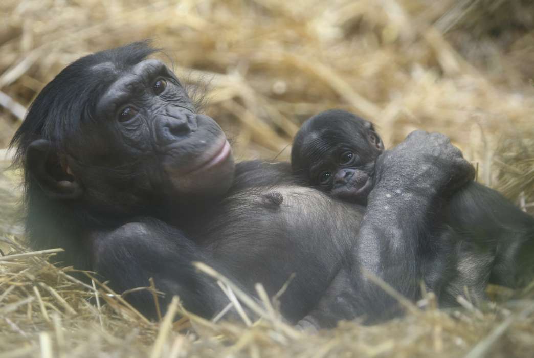 The bonobo Muhdeblu, pictured here with her newly born offspring in 2014, had her DNA sequenced in a recent genome study. (Claudia Philipp/Wuppertal Zoo)