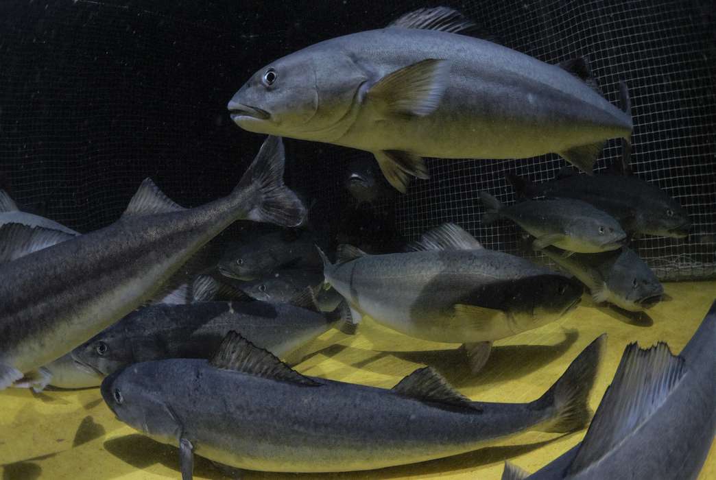 Adult sablefish at the Golden Eagle Sable Fish hatchery off the coast of British Columbia, Canada. (Golden Eagle Sable Fish/Briony Campbell)