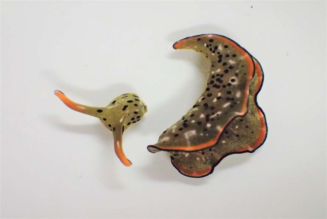 This sea slug has a unique talent. (Sayaka Mitoh)