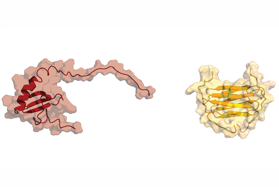 The two possible folds of human signaling protein XCL1. It directs the migration of white blood cells when in the red fold and directly kills invading pathogens in the gold fold. (Acacia Dishman)