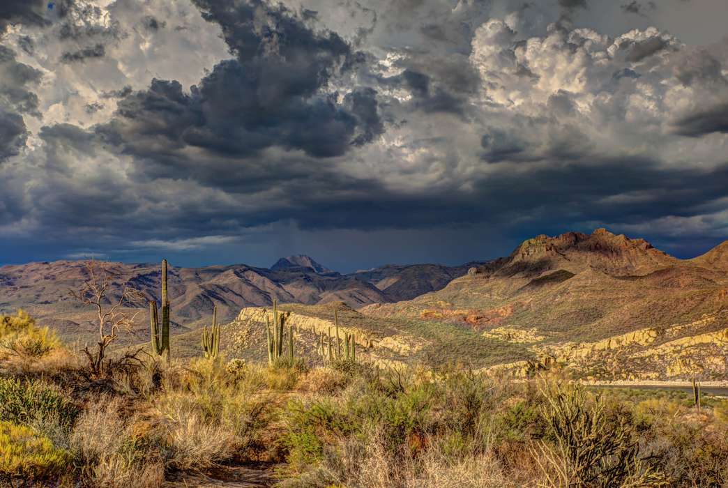 Butterflies are doing well in the desert, surprisingly. (Unsplash/Robert Murray)