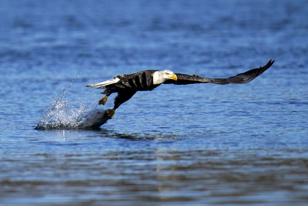 An algae toxin is killing our national bird. (AP Photo/Julio Cortez)