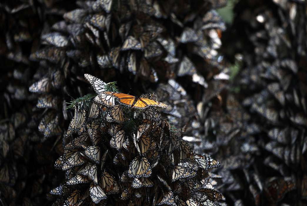 Swiss butterflies are suffering from a host of human-caused ills. (AP Photo/Marco Ugarte)