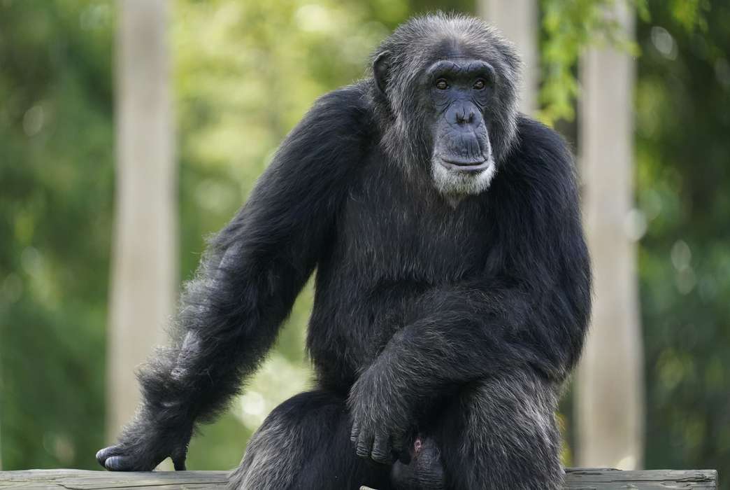 It turns out we've got brain-development patterns in common with chimpanzees, too. (AP Photo/Wilfredo Lee)