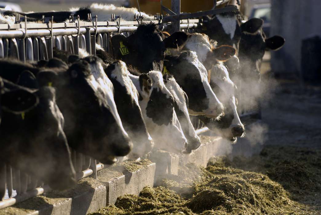 Lasers might give us a better way to track cow ... emissions. (AP Photo/Charlie Litchfield)