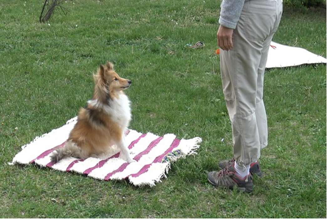 A Sheltie, sitting on the mat, is awaiting for the owner's command. The toy, attached to the mat, is in front of the dog. (Rita Lenkei)