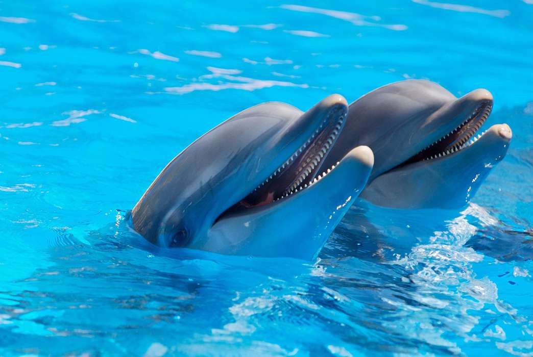The Deepwater Horizon spill is still affecting dolphins. (Pixabay/Pexels)