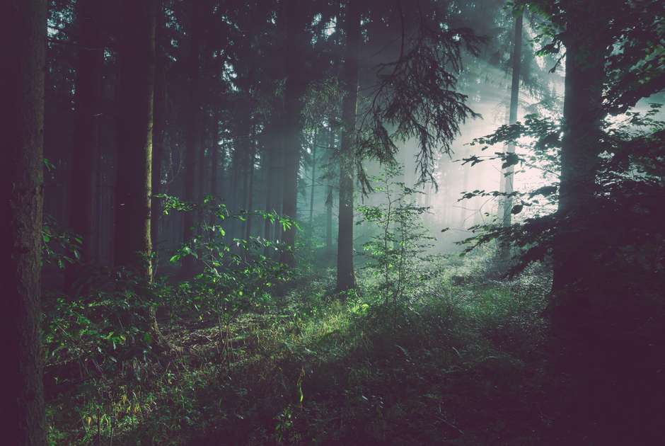 In the near future, forests may not be able to sequester as much carbon as previously. (Unsplash/Sebastian Unrau)