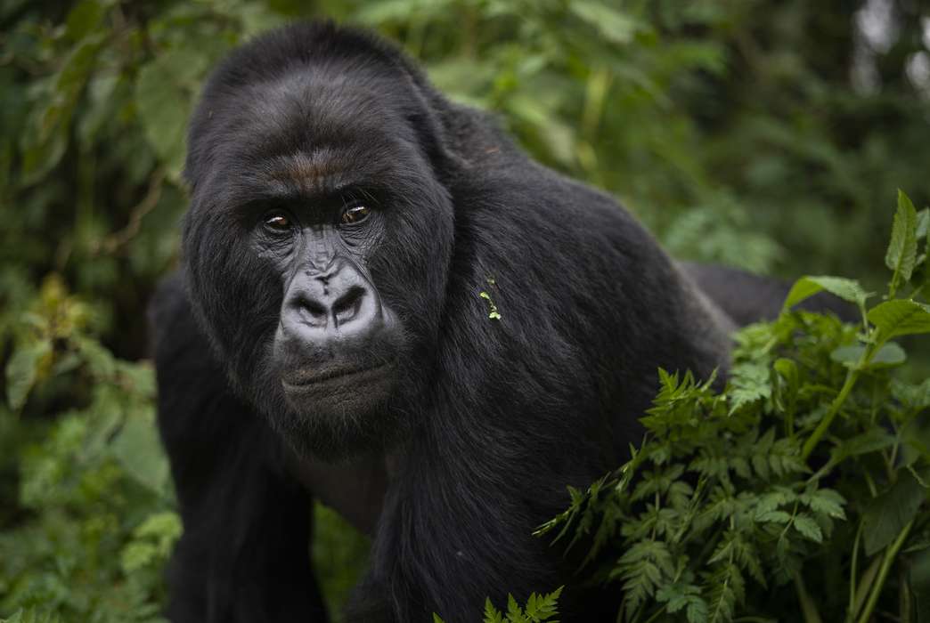 Older, larger gorillas have chest thumps that reflect their stature. (AP Photo/Felipe Dana)