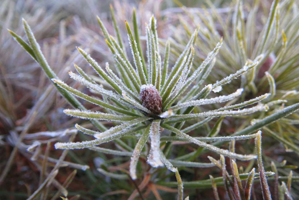 A first-year lodgepole pine seedline grown in the study garden. (Ian MacLachlan)