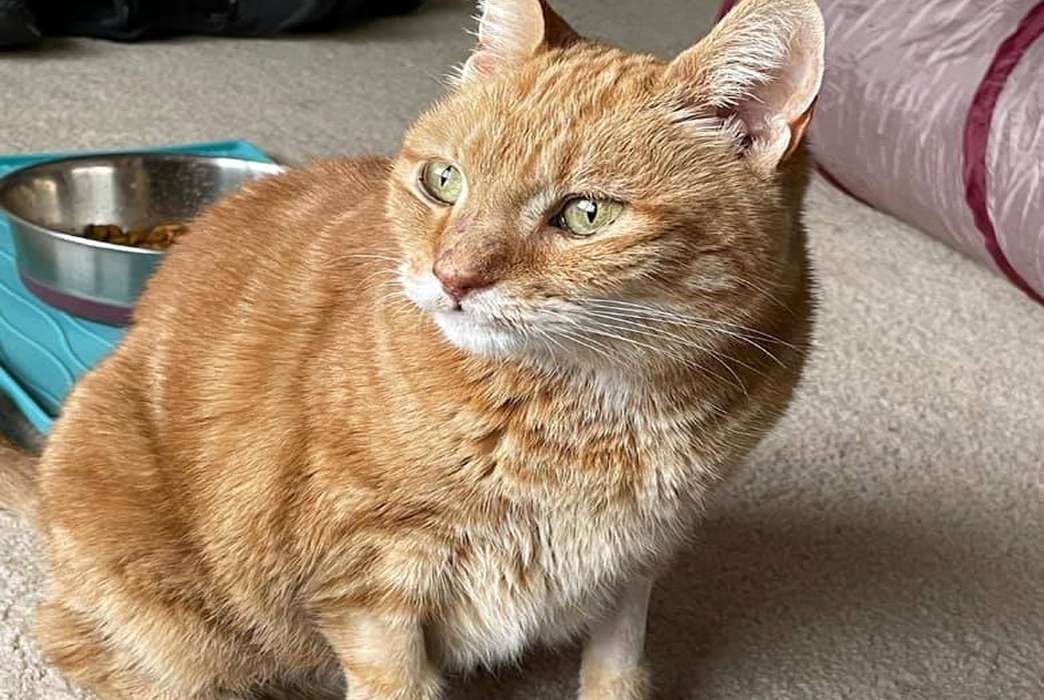Cats might beat kidney disease before they even get it, thanks to a new test. (Larry Frum)