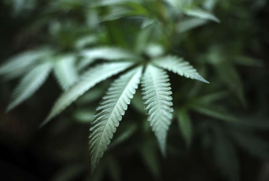 A cannabis derivative shows new promise in fighting tremors. (AP Photo/Richard Vogel)