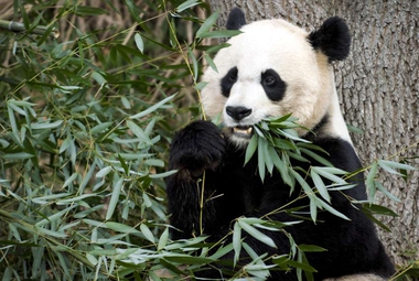 A giant panda's favorite snack gives a clue to its history. (AP Photo/Susan Walsh)