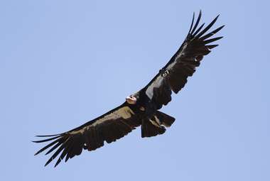 California condor No. 67 takes flight near Big Sur, California. (AP Photo/Marcio Jose Sanchez)