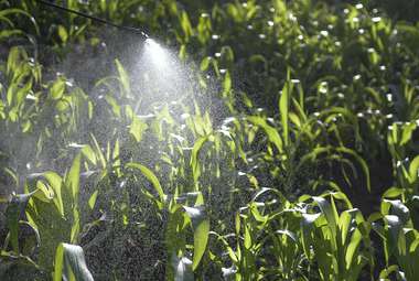 Scientists have formulated a sunlight-activated spray that could protect crops with minimal risk to humans. (AP Photo/Matias Delacroix)