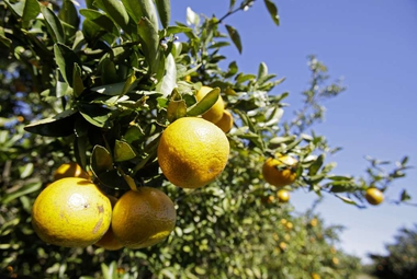 Oranges ripen on a tree in a grove in Clermont, Fla. (AP Photo/John Raoux)