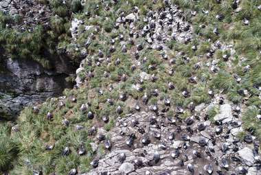 Drone image captured over a seabird colony on Steeple Jason Island. (Wade Sedgwick and Vivon Crawford, WCS)