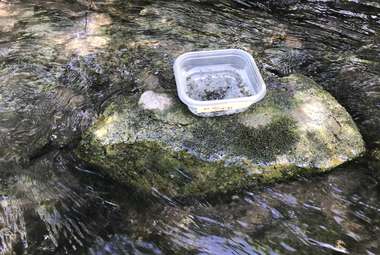 An invasive species of snail sits in a collection container in a stream in central Pennsylvania. Biologists used an environmental DNA method to detect them. (Edward P. Levri)