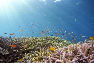 Coral reef restoration can reduce coastal flooding. (Unsplash/Hiroko Yoshii)