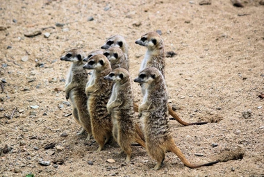Animals don't avoid mating with blood kin as much as previously thought. (Unsplash/Dušan veverkolog)