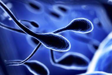 Stress can passed down through sperm, altering the behavorial responses in offspring. (Shutterstock)