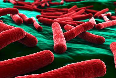 Genetically engineered E. coli bacteria may allow for more effective cancer drugs. (Shutterstock)