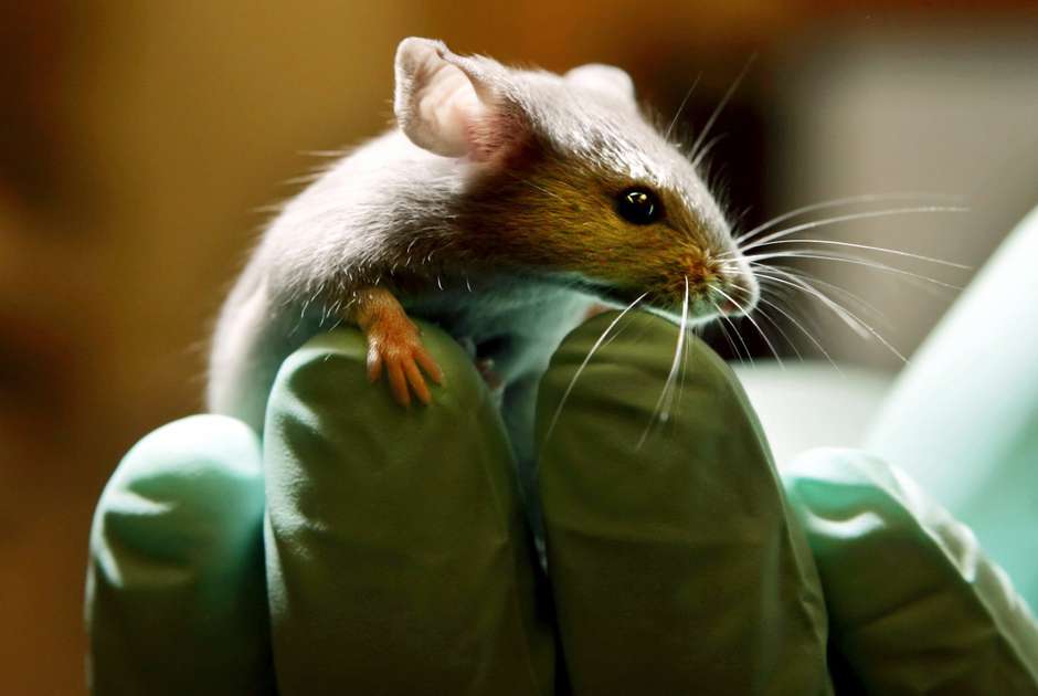 An osteoporosis treatment is showing promising results in mice. (AP Photo/Robert F. Bukaty)