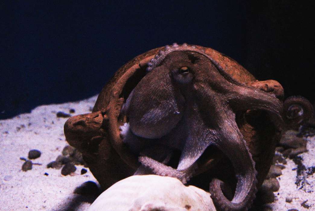 Octopuses feel pain and react accordingly. (Unsplash/Janavara Machado)