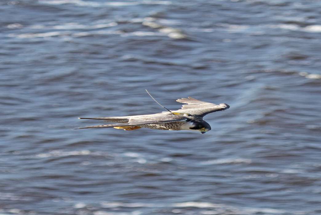 One of the world's fastest birds is giving new clues about migration. (Andrew Dixon)
