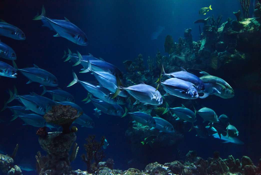 A new study might have a fix for our ocean issues. (Pixabay/Public Domain Pictures)