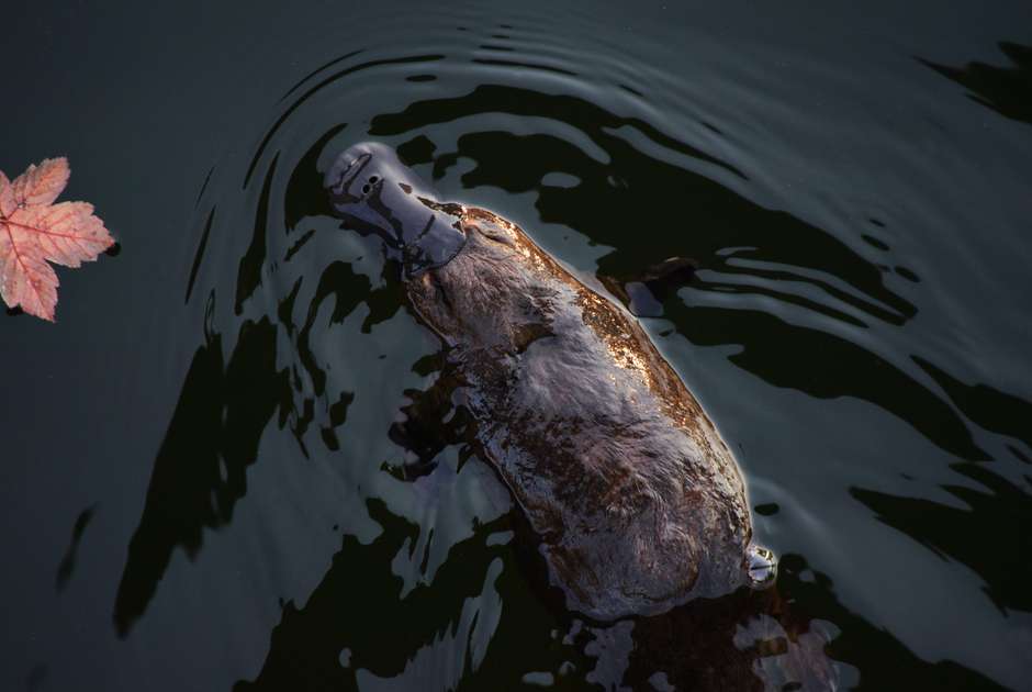 The genome of one of the strangest mammals offers clues about the rest of us. (Unsplash/Meg Jerrard)