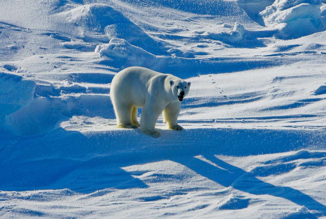 Retreating sea ice is making life tough for polar bears. (AP via USGS/Mike Lockhart)
