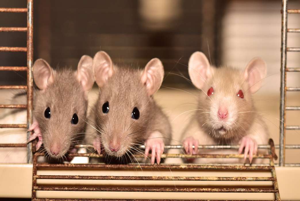 Researchers have tracked down a part of the brain that goes haywire in rats when they crave drugs. (Pixabay/sipa)