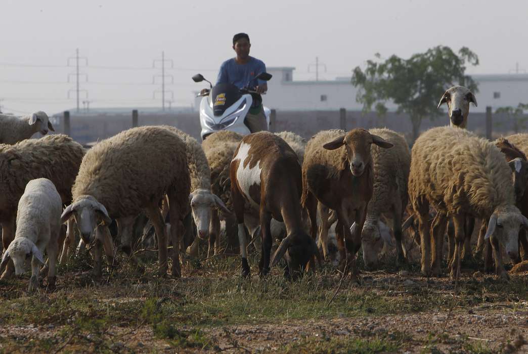 Sheep and other domestic animals were farmed millennia earlier than previously thought. (AP Photo/Heng Sinith)