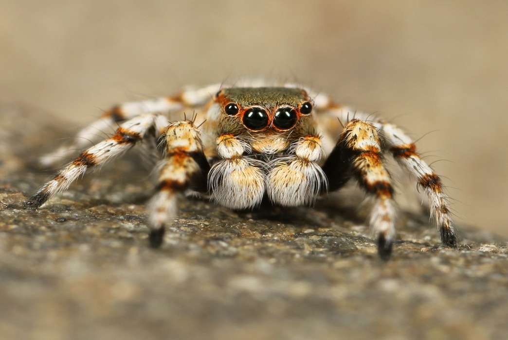 Spider silk might help with nerve damage. (Pixabay/David Mark)