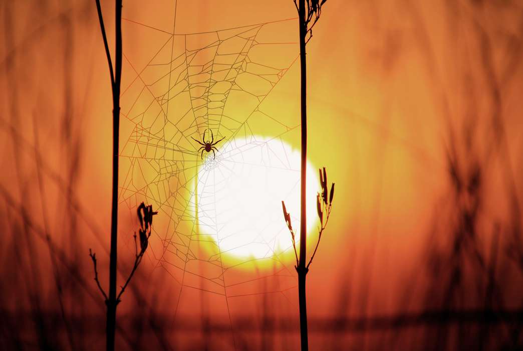 Could a spiderweb waltz be far behind this? (Unsplash/Eyasu Etsub)