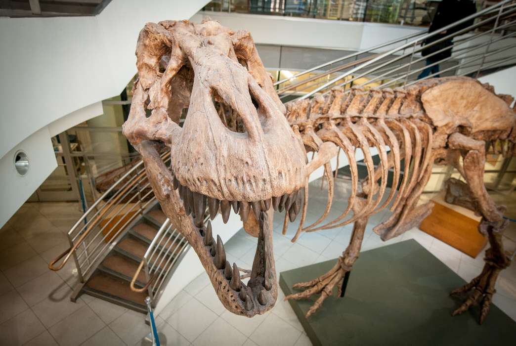 The Cretaceous saw billions of T. rex roaming the Earth. (Keegan Houser)