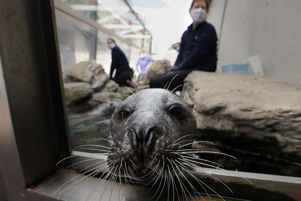 Researchers are using a simulation to learn more about how mammals use their whiskers. (AP Photo/Charles Krupa)