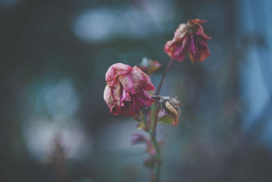Plants may stop growing not because of weakness, but because their own chemical signals tell them to. (Unsplash/Silvestri Matteo)