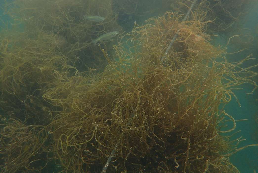 Seaweed farms may be helping balance the ocean's pH. (Yan Yu)